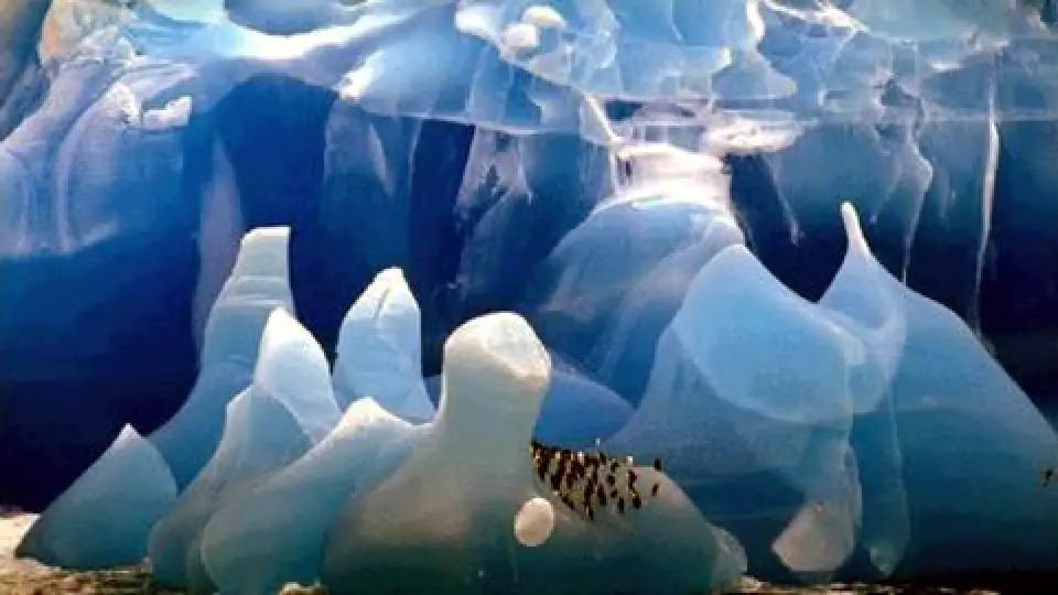 Hielos e Icebergs en el mar