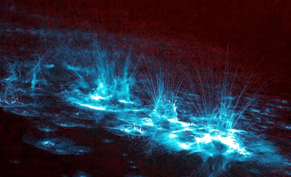 Algas que iluminan en la oscuridad