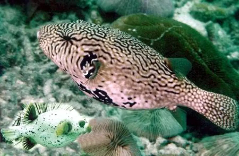 ¿De dónde sacan el oxígeno los peces?