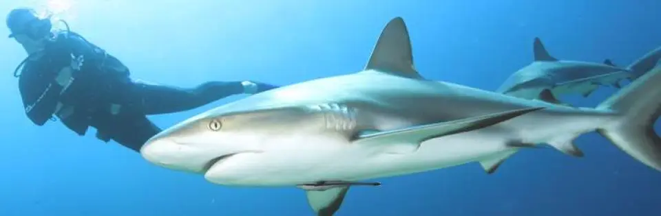 La peligrosidad de los Tiburones