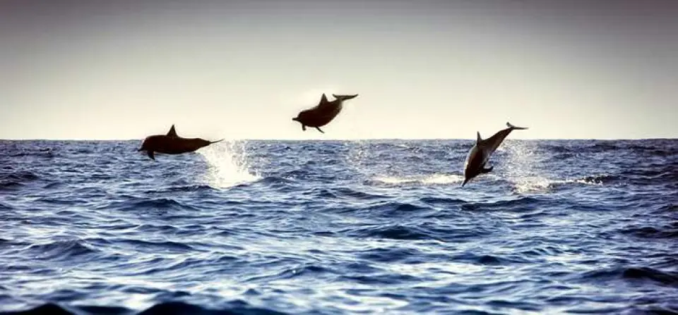 Los juegos de los Delfines