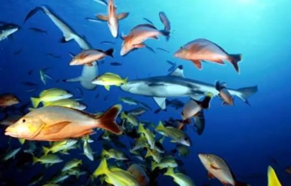¿Cómo nadan los peces?