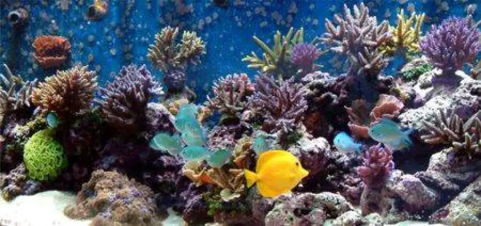 ¿Dónde se encuentran los Arrecifes de Coral?