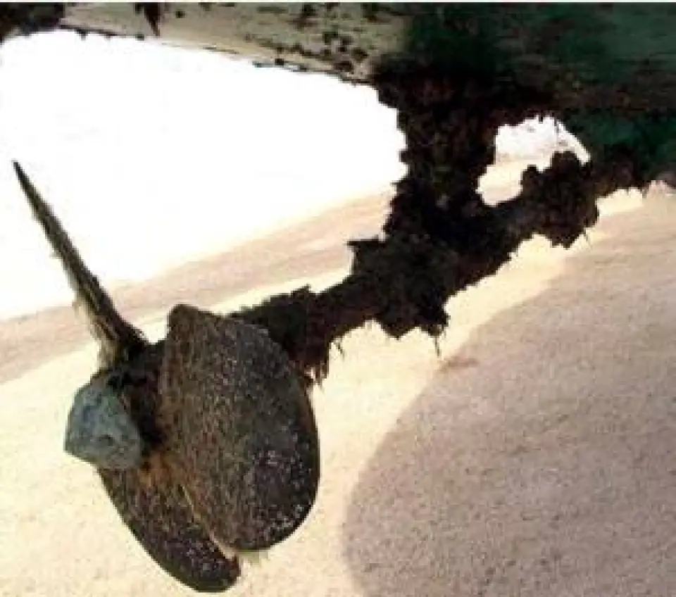 El Caracolillo en el casco