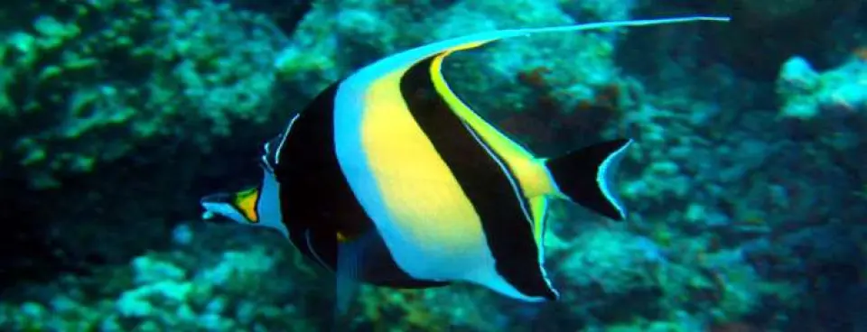 La edad de los Peces