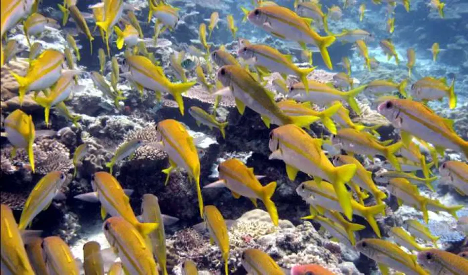 Buceo y Vida