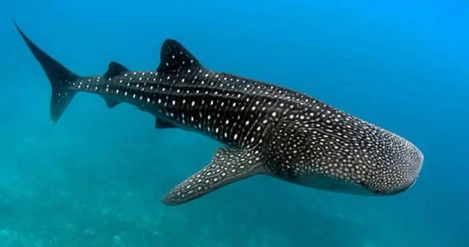 Tiburón Ballena: el pez más grande, el más pacífico