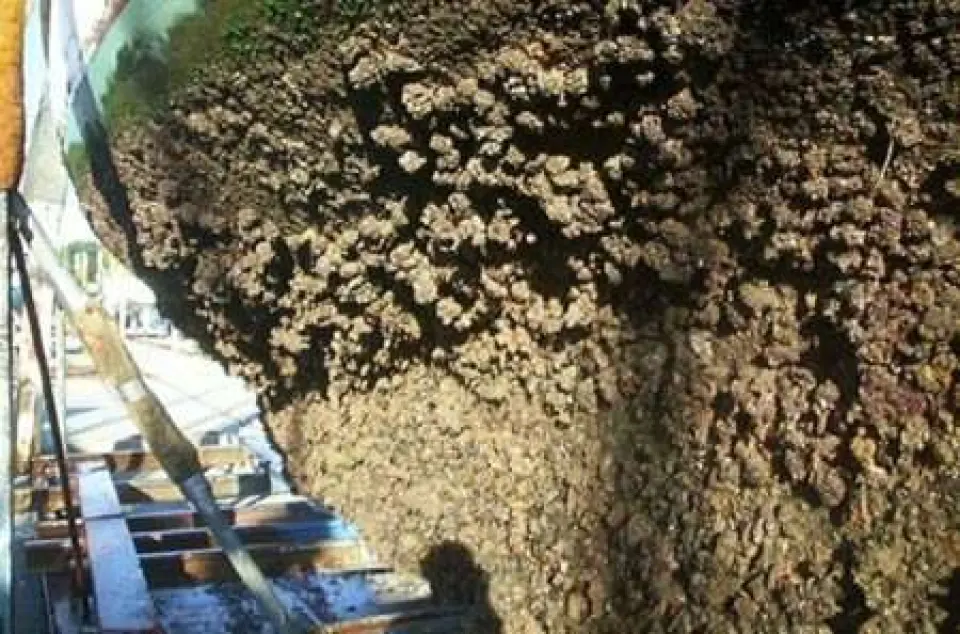 El Antifouling
