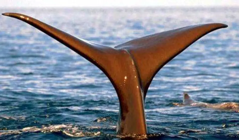 La belleza de las ballenas