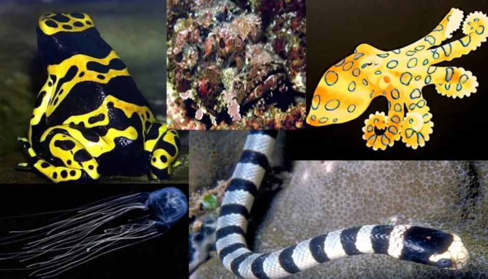 Los animales más mortíferos del mar