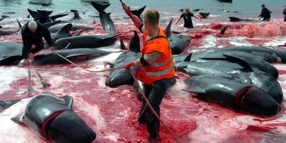 Matanza en las Islas Faroe