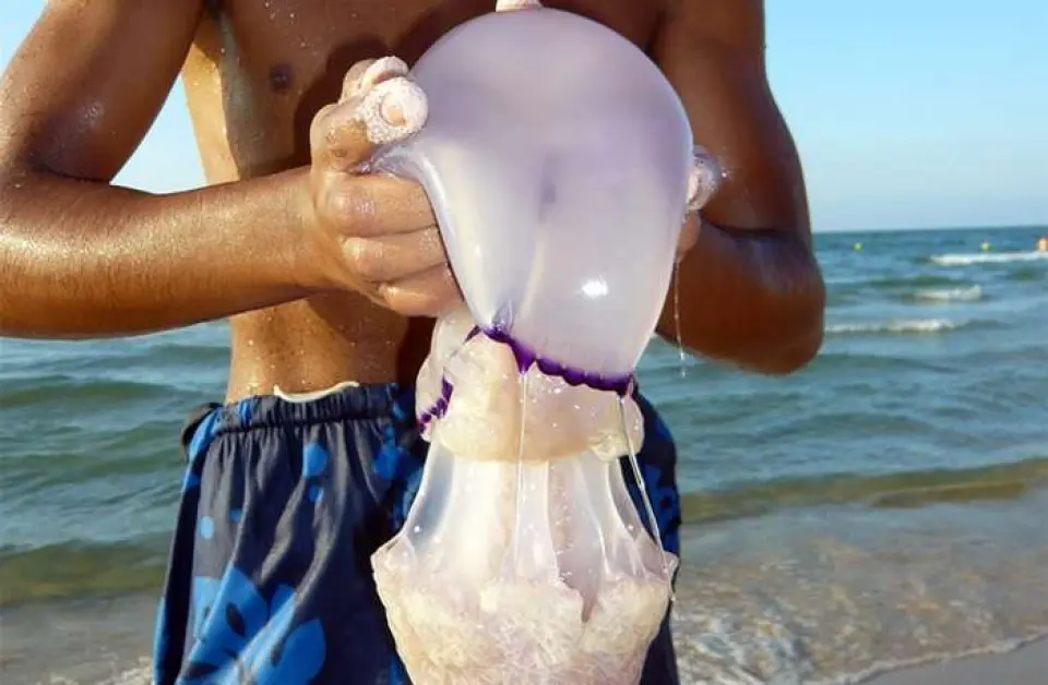 El mundo de las medusas