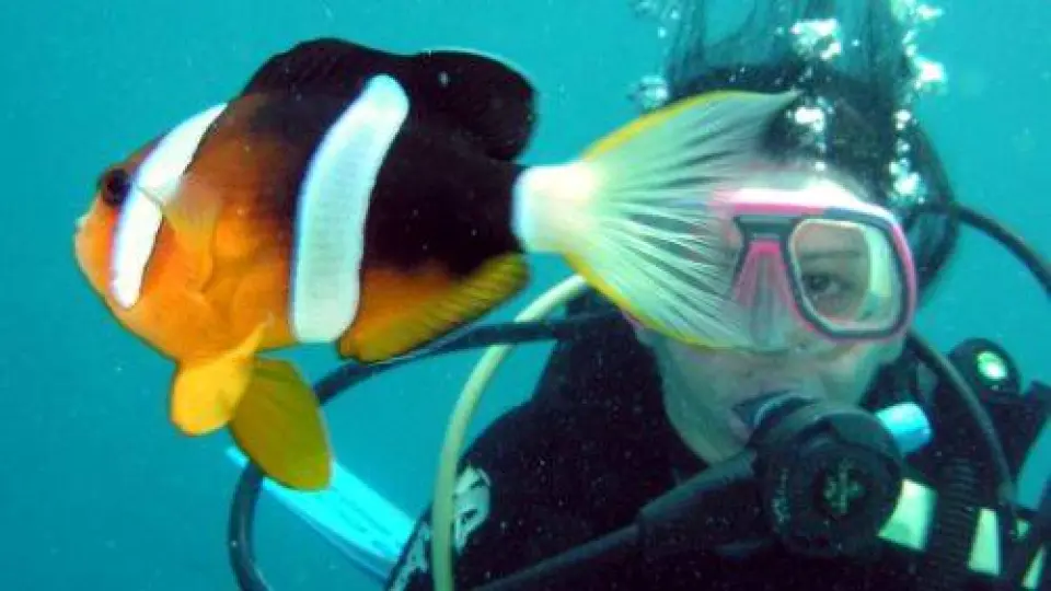 Molestar o ser molestado, simbiosis en el mar