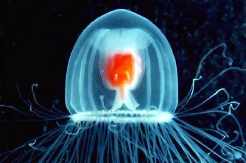 Medusas inmortales