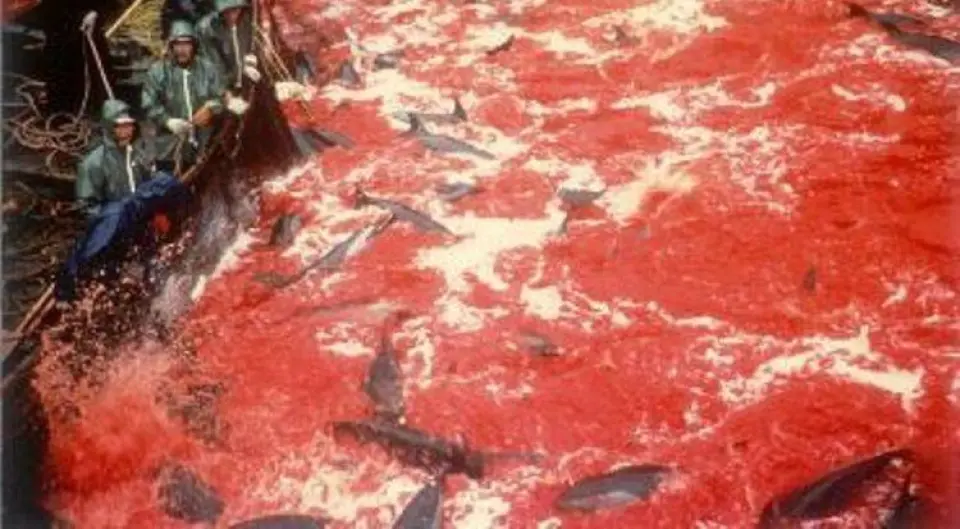 Matanza de delfines y ballenas piloto en Japón