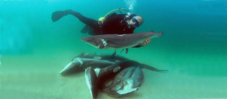 La barbarie del "finning" diezma los tiburones