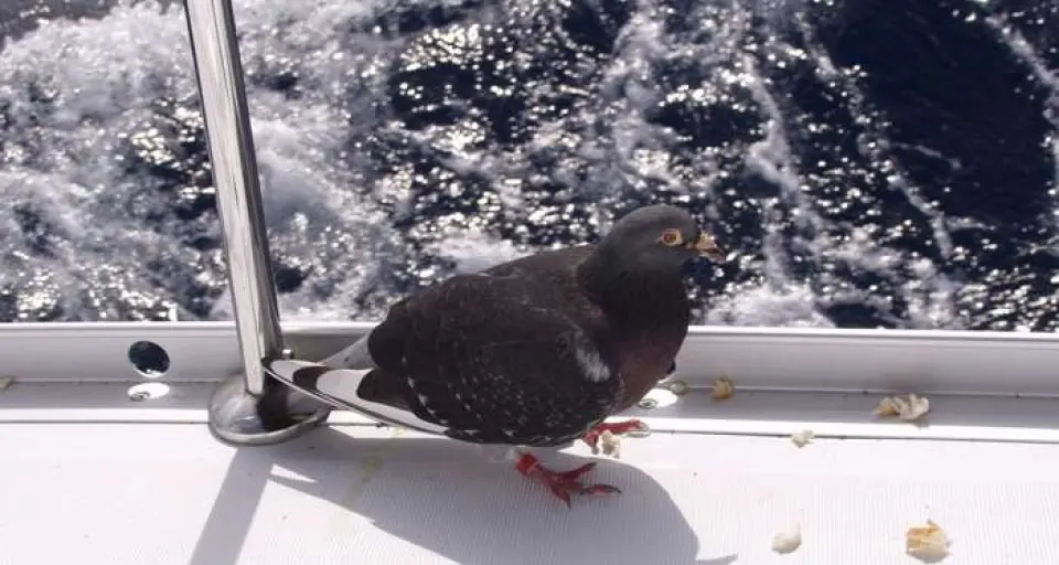 Palomas en alta mar