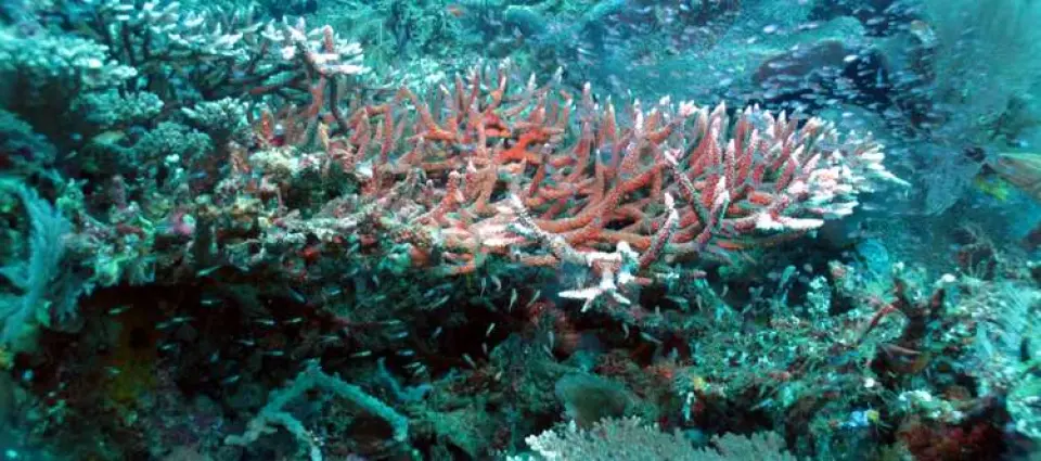 Como envenenamos nuestros mares