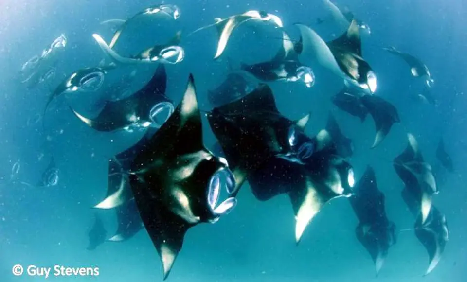 La belleza de las mantas