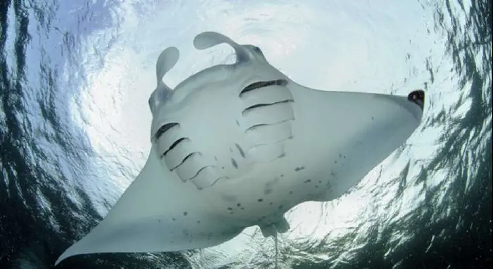 La danza de las mantas
