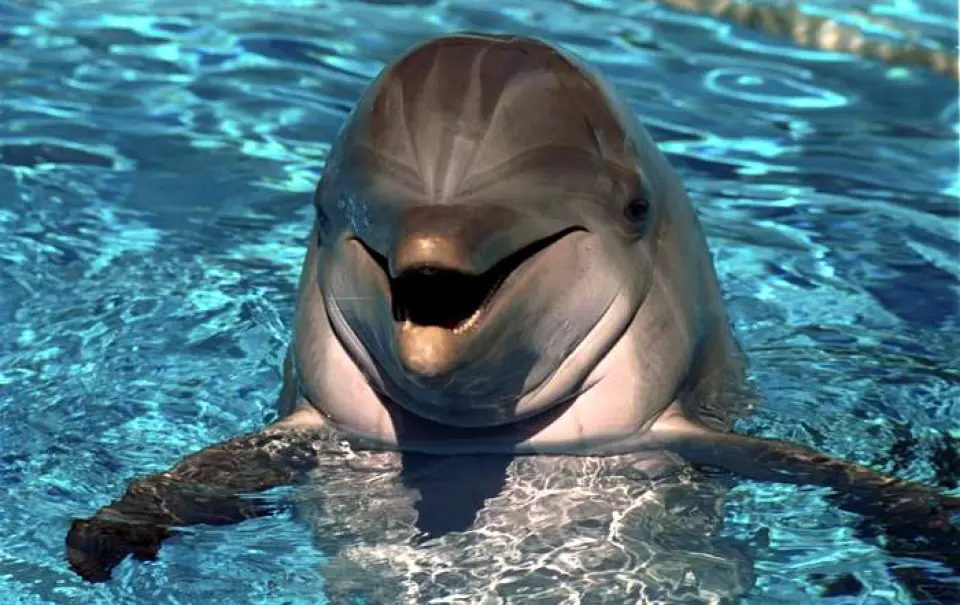 Los maravillosos delfines; los príncipes del mar