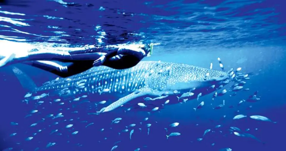 Tiburón Ballena